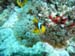 clownfish.jpg